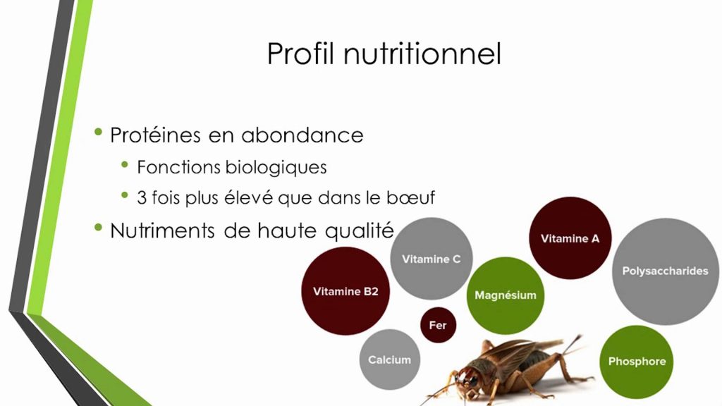 les insectes comestibles renferment une quantité phénoménale de nutriments essentiels à la croissance du corps humain.